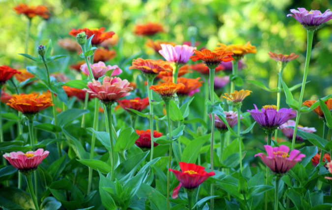 De mooiste bloemen in je tuin