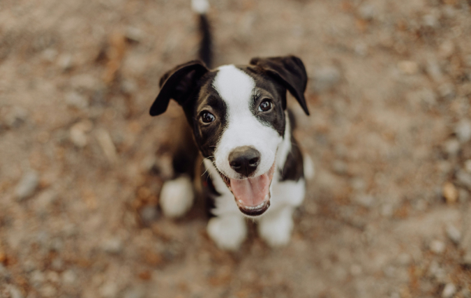 Vrijwilligerswerk met dieren biedt mogelijkheden om tijd door te brengen met dieren