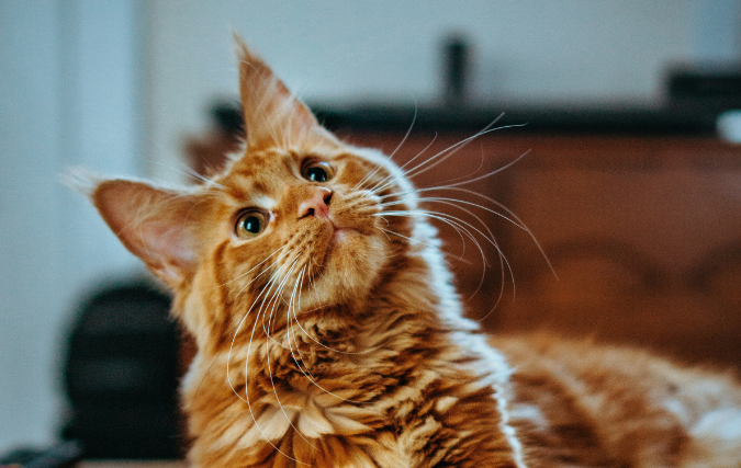 Bescherm je huisdier tegen vuurwerk tijdens oud en nieuw