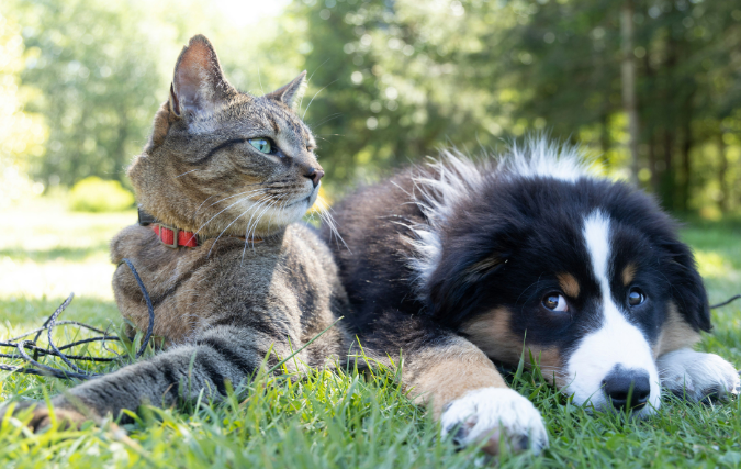 Innovatieve manieren om voor je dierenvrienden te zorgen