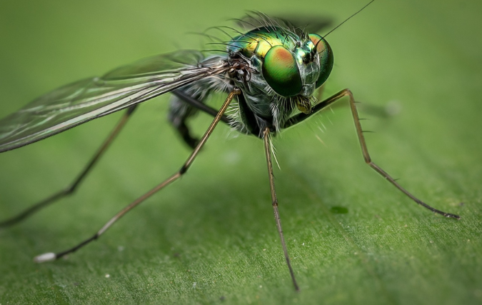 De prikkelende realiteit van insectenbeten