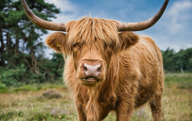 Ontdek de natuur met de excursies en activiteiten van Natuurmonumenten
