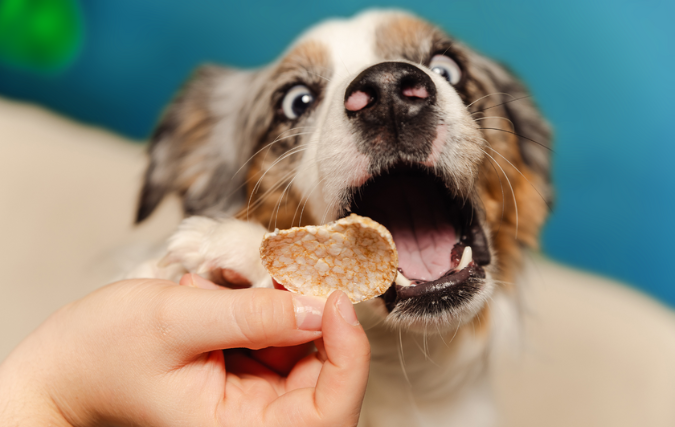 SMOOFL'S DOG POPS: GEZOND, DUURZAAM EN ONWEERSTAANBAAR
