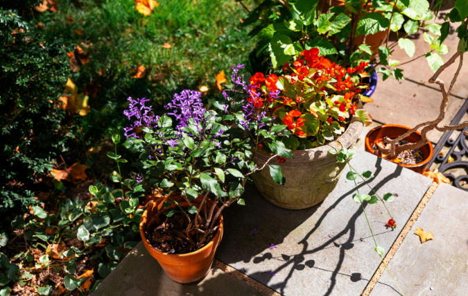 Makkelijk te onderhouden vaste tuinplanten