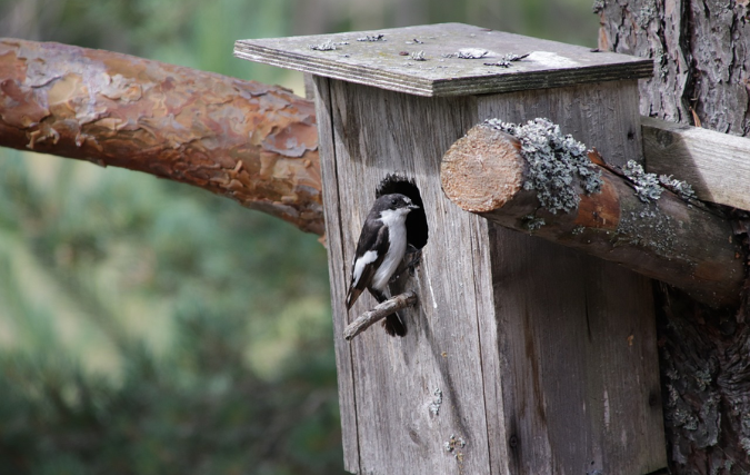 Wat experts zeggen over het belang van vogelhuisjes