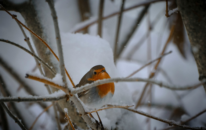 Vogels voeren en spotten in de winter